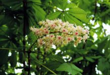 fiore di bach white chestnut-chicchenatural
