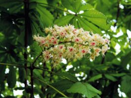 fiore di bach white chestnut-chicchenatural