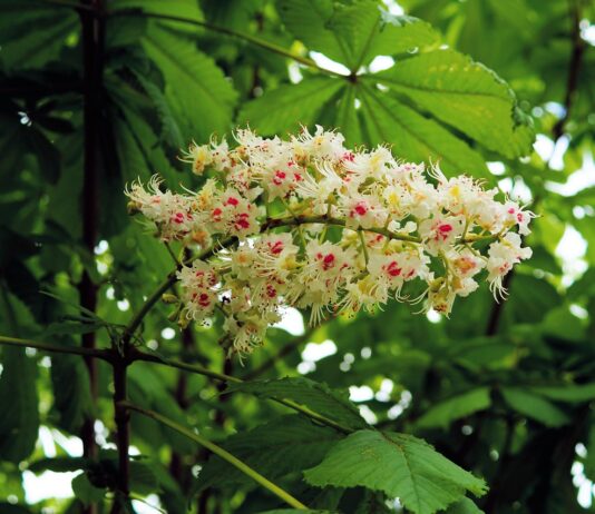 fiore di bach white chestnut-chicchenatural