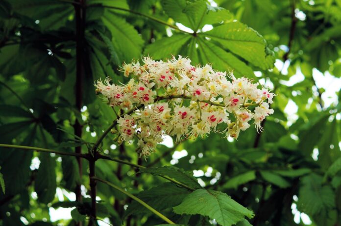 fiore di bach white chestnut-chicchenatural