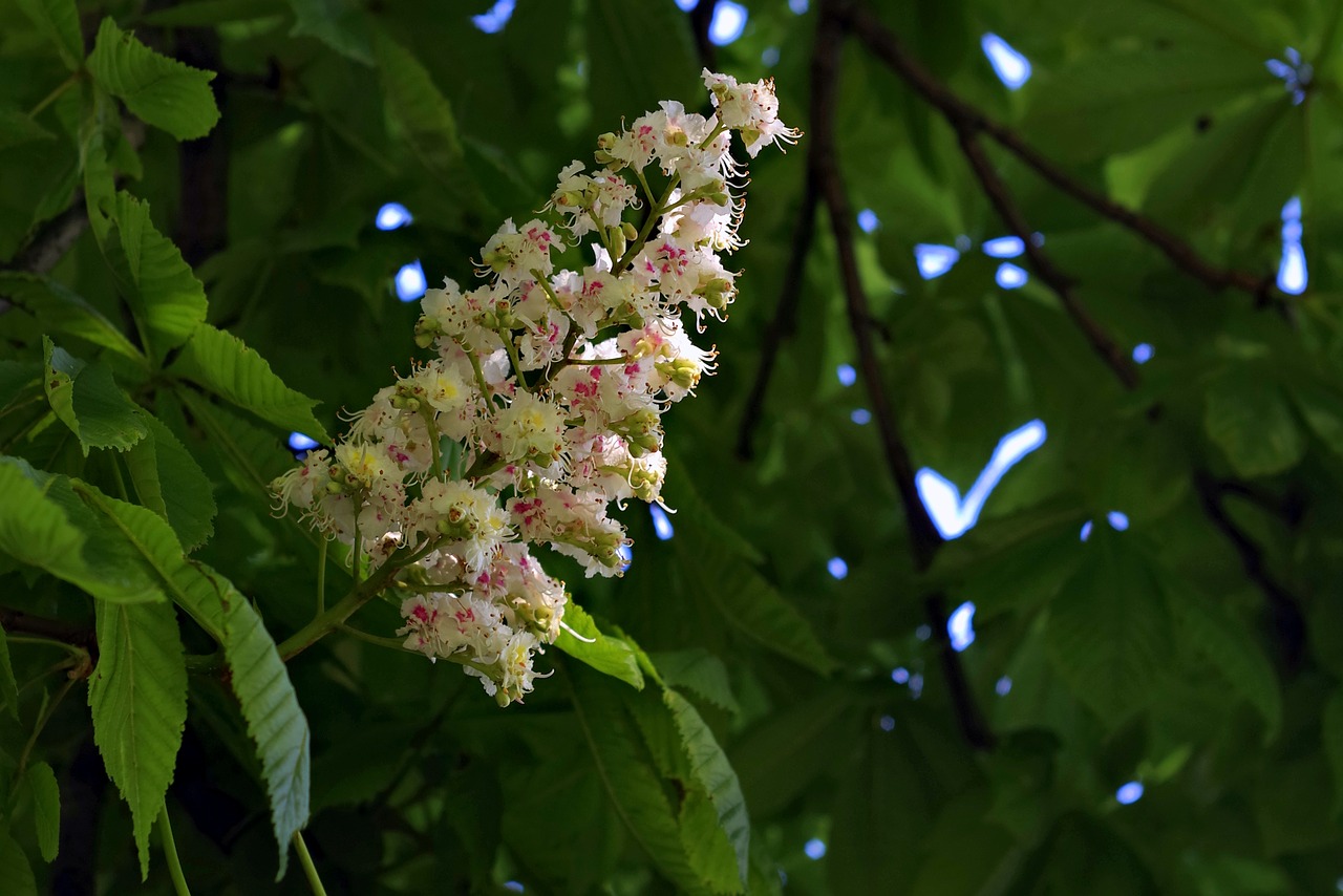 fiore di bach white chestnut-chicchenatural
