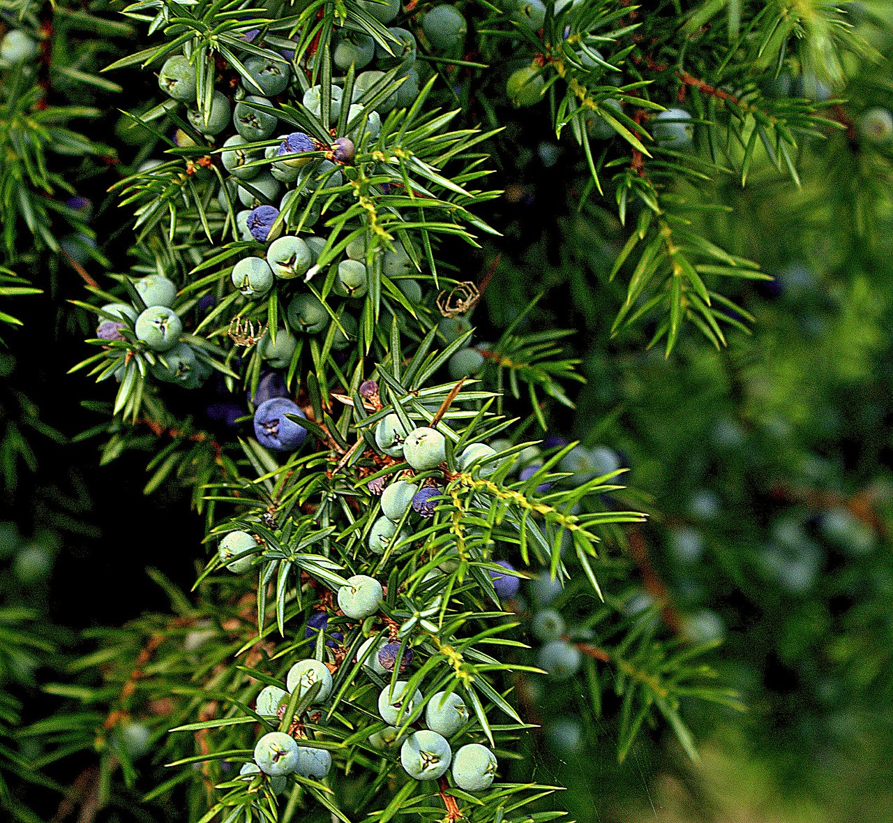 olio essenziale di ginepro- chicchenatural