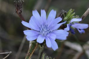 fiori di bach quanto tempo ci vuole per vedere i risultati - chicchenatural
