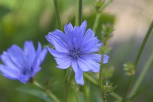 fiori di bach per equilibrio emotivo - chicchenatural