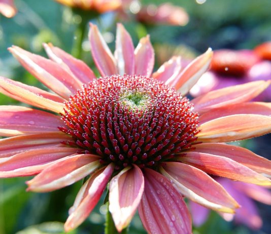 come rendere più forte il tuo sistema immunitario - chicchenatural