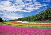 fiori di bach equilibrio emotivo - chicchenatural