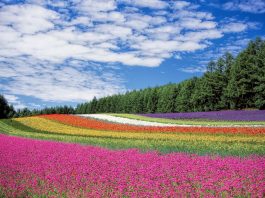 fiori di bach equilibrio emotivo - chicchenatural
