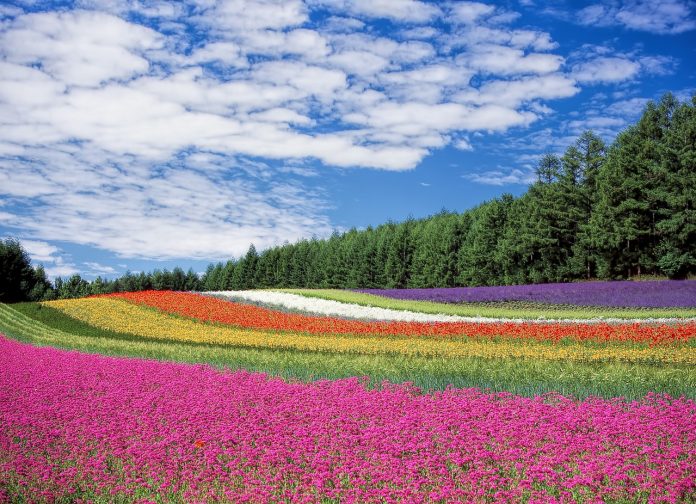 fiori di bach equilibrio emotivo - chicchenatural