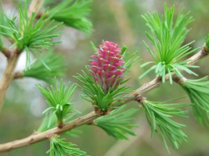 fiori di bach per autostima - chicchenatural