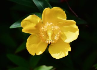 fiori di bach per l'ansia - chicchenatural