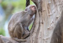 oli essenziali per un sonno profondo - chicchenatural