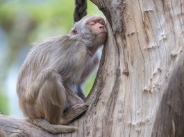 oli essenziali per un sonno profondo - chicchenatural