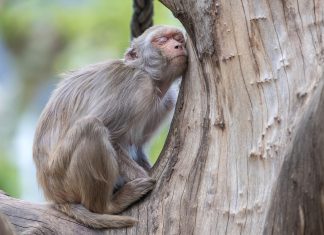 oli essenziali per un sonno profondo - chicchenatural