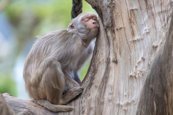 oli essenziali per un sonno profondo - chicchenatural