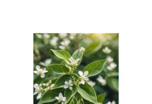 Ashwagandha - chicchenatural.it