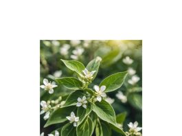 Ashwagandha - chicchenatural.it