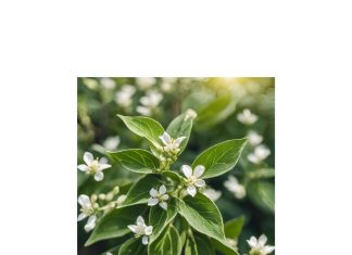 Ashwagandha - chicchenatural.it