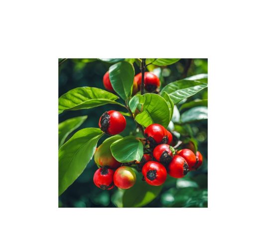 Guaranà - chicchenatural.it