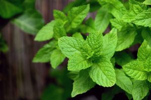 olio essenziale menta - chicchenatural.it