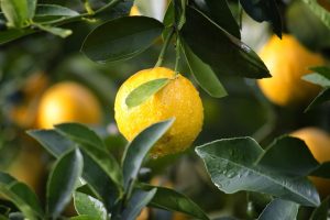 oli essenziali detox primavera - chicchenatural.it
