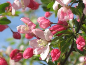 fiori di bach - chicchenatural.it
