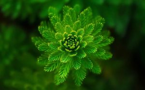 il potere del colore verde - chicchenatural.it