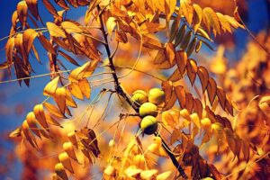 I Fiori di Bach possono aiutarti a superare la paura del nuovo - chicchenatural.it