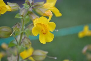 I Fiori di Bach possono aiutarti a superare la paura del nuovo - chicchenatural.it