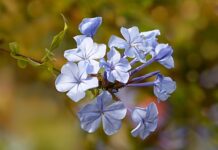 I Fiori di Bach possono aiutarti a superare la paura del nuovo - chicchenatural.it