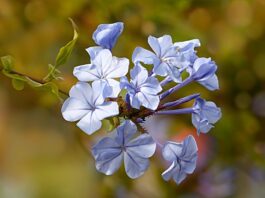 I Fiori di Bach possono aiutarti a superare la paura del nuovo - chicchenatural.it
