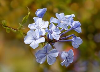 I Fiori di Bach possono aiutarti a superare la paura del nuovo - chicchenatural.it