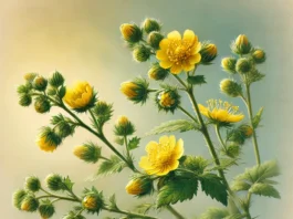 Fiori di Bach per aumentare l’autostima: quali scegliere e come usarli - chicchenatural.it