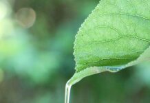 Oli essenziali rinfrescanti per l’estate: i migliori per corpo e mente - chicchenatural.it