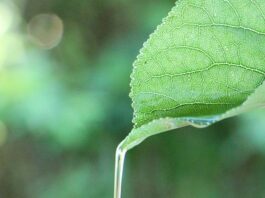 Oli essenziali rinfrescanti per l’estate: i migliori per corpo e mente - chicchenatural.it