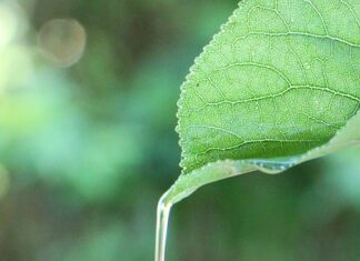 Oli essenziali rinfrescanti per l’estate: i migliori per corpo e mente - chicchenatural.it