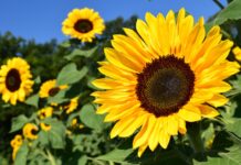 Fiori di Bach per gestire l’ansia estiva e ritrovare equilibrio interiore - chicchenatural.it