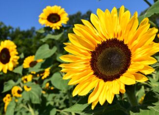 Fiori di Bach per gestire l’ansia estiva e ritrovare equilibrio interiore - chicchenatural.it