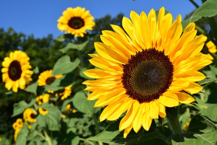 Fiori di Bach per gestire l’ansia estiva e ritrovare equilibrio interiore - chicchenatural.it
